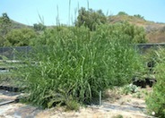 Giant Wild Rye