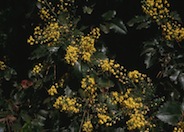 Golden Abundance Mahonia