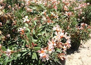 Petite Salmon Oleander