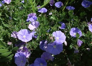 Dwarf Morning Glory