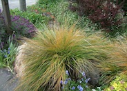 Pheasant's Tail Grass