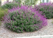 Mexican Bush Sage, Velvet Sage