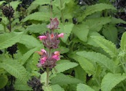 Hummingbird Sage, Pitcher Sage