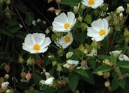 White Rockrose