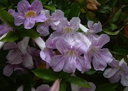 Violet Trumpet Vine