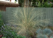 California Fescue