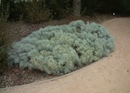 Cushion Bush