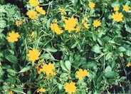 Dwarf Eared Coreopsis