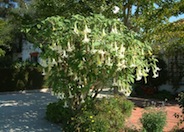 Angel's Trumpet, Datura