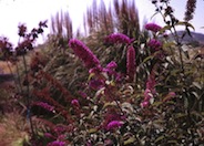 Butterfly Bush, Summer-Lilac