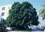 African Fern Pine