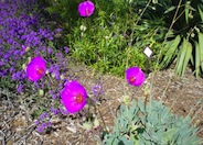 Rock Purslane