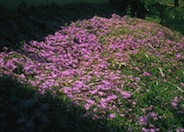 Rose Trailing Ice Plant