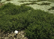 Cushion Coyote Brush/Bush