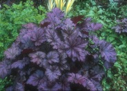 Amethyst Mist Coral Bells