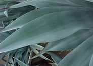 Weber Agave