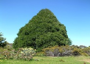 Leyland Cypress