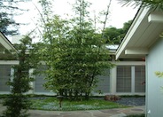 Oldham Bamboo, Giant Timber Bamboo