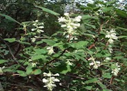 White Flowered Currant