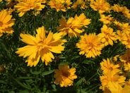 Double Sunburst Coreopsis