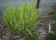 Silver Arrow Miscanthus