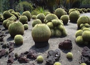 Golden Barrel Cactus