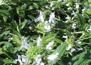 Creeping Black Sage