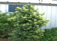 Long- Leafed Yellowwood