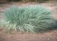 Little Bluestem