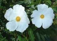 Blanche White Rockrose