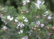 Coast Rosemary