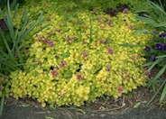 Yellow Dead Nettle