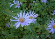 Blue Aster