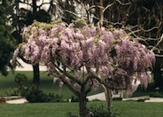 Lavender Pink  Japanese Wisteria