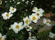 Japanese Anemone