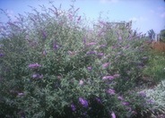 Cushion Butterfly Bush