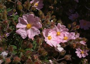 Pink Coral Rockrose