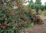 Red Clusterberry Cotoneaster