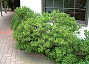 Jade Plant