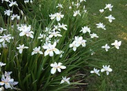 Butterfly-Iris, Fortnight Lily