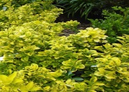 Gold Spot Euonymus