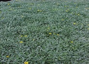 Trailing Gazania, Treasure Flower