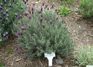 Otto Quast Spanish Lavender