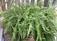 Tropical Sword Fern