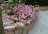 Pink Mexican Evening Primrose