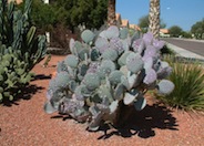 Violet Pad Opuntia