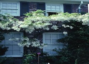 White Chinese Wisteria