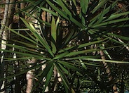 Red-Edged Chevron Plant