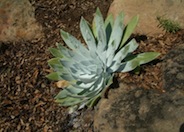 Chalk Dudleya, Chalk-Lettuce