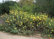 Coast Sunflower, Coast Encelia